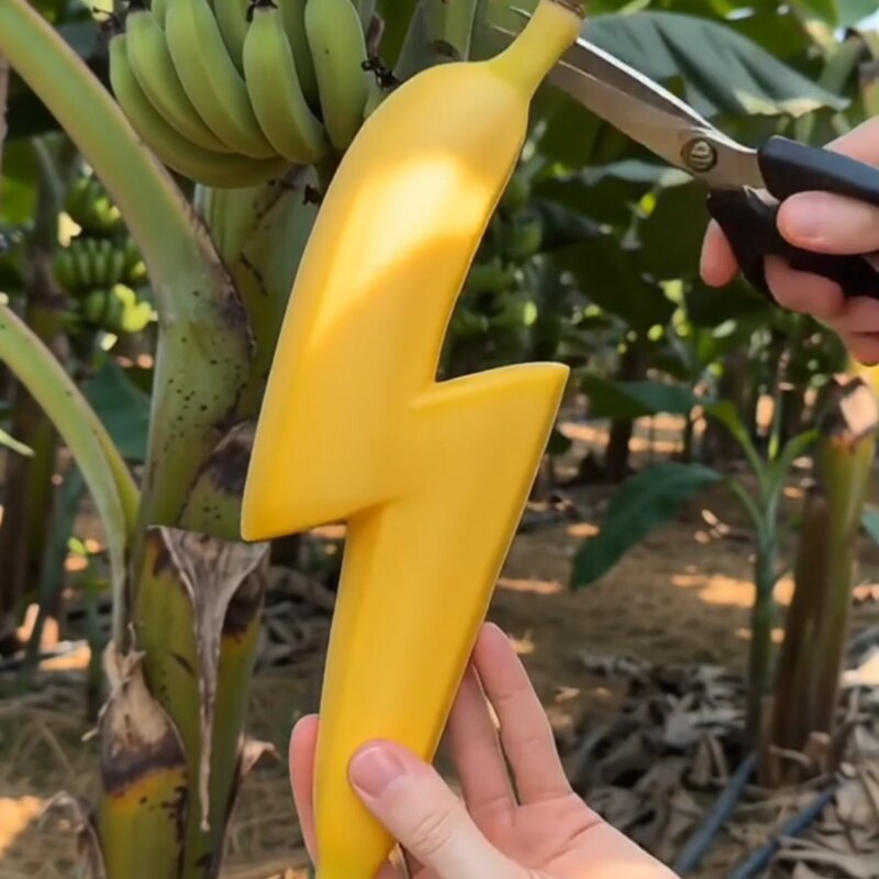 How To Grow A Lightning-Shaped Banana?
