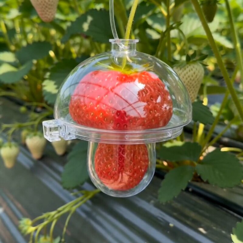 I Grew A Mushroom... Inside A Strawberry?!