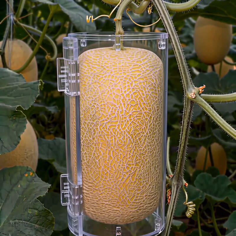 The Melon Was Forced To Go On A Strict Diet